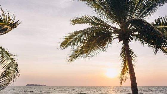 Palm tree in front of the beach during sunset